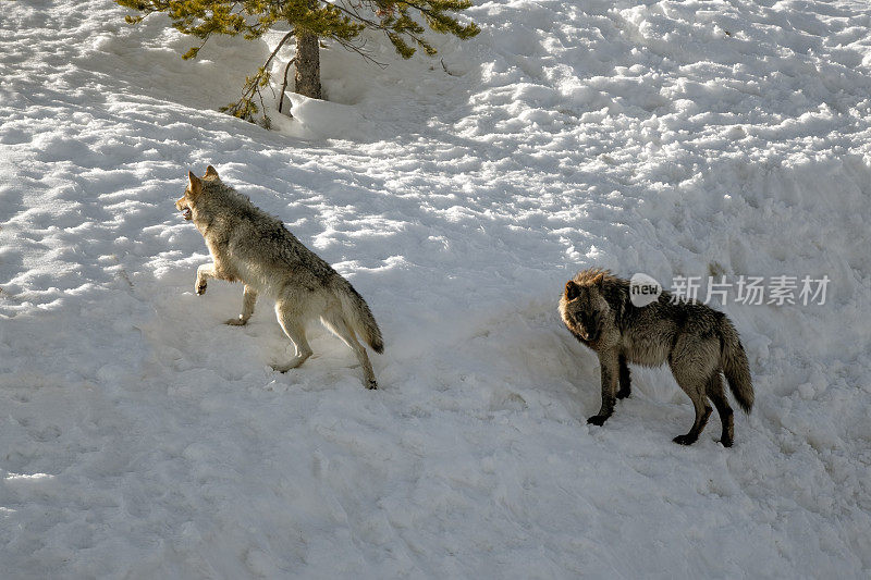 黄石公园的狼在玩耍/打架后成群行走